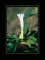 Татул (Datura stramonium) ; comments:9