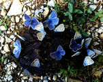 Сини пеперуди ; comments:25