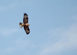 Obiknoven mishelov(Bute buteo) ; comments:13