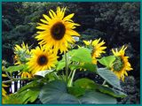 Sunflowers ; comments:5