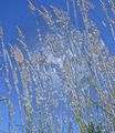 Poaceae with filter ; comments:11