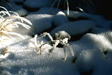 Snow tarantula ; comments:26