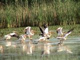 Розови пеликани ; comments:11