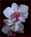 Phalenopsis sp. ; Коментари:13