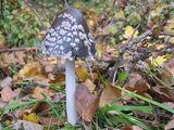 mushroom2 ; comments:10