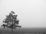 В мъглата ; comments:9