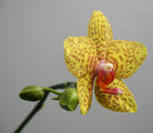 орхидея ; comments:30