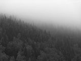 Мрачни гори във Витоша 2 ; comments:8