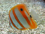 no name ( ID=96196 ) ; comments:11