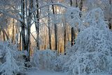 Winter scene of faery ; Коментари:51