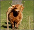 Highland Cows ; Коментари:35