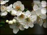 Пролетно цвете ; comments:8