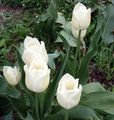 white tulips ; comments:7