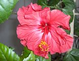 Hibiscus ; comments:7