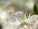 Macro Flower ; comments:8
