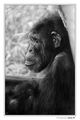 Portret na edno chimpanzee koeto se e zamislilo nad smisala na jivota ; comments:25