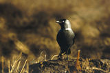 Чавка (Corvus monedula) ; comments:11