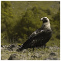 Царски орел (Aquila heliaca) ; comments:98