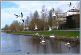 The sea-gulls(Larus ridibundus) ; comments:30