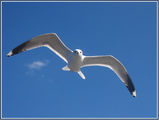 Scandinavian Herring Gull ; comments:43