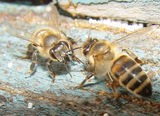 Двете пчели ; comments:10