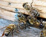 пчелен кошер ; comments:11