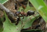 Горска мравка ; comments:15