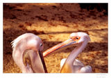 Пеликани, зоологическа градина Dresden ; Comments:12