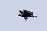 Царски орел (Aquila heliaca) ; comments:25