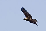 Царски орел (Aquila heliaca) ; comments:23