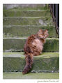 green stairs, brown cat ; comments:30