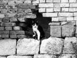 Котка в стената ; comments:9