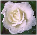 една българска роза ; Коментари:15
