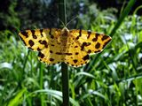 Жълта пеперуда ; comments:7