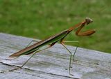 Praying Mantis ; comments:25