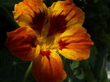 no name ( ID=136144 ) ; comments:9