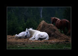 "Нощем с белите коне" ; comments:27