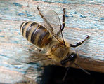 Пчела ; comments:13