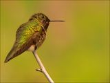 Hummingbird (Колибри) #2 ; Коментари:45