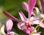 Thai orchid ; comments:14