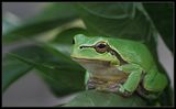 Hyla arborea ; comments:38