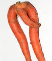 Я, той и морковът ... ; comments:32