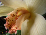 orchid ; comments:21