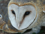 Barnowl ; comments:20