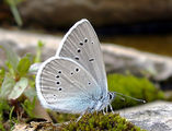 Пеперуда (1) ; comments:27
