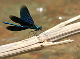 Calopteryx ; comments:18