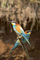 Пчелояди (Merops apiaster) ; Коментари:37