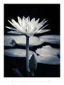 IR Lotus ; comments:32