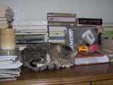book-cat ; Коментари:10