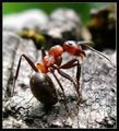Мравка е поседнала ; comments:17